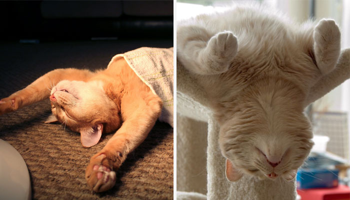 50 Pics That Prove Cats Can Sleep Purrretty Much Anywhere
