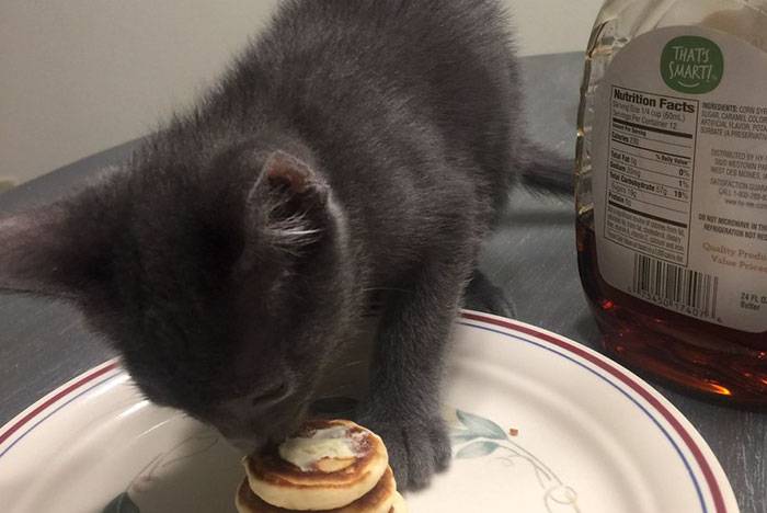 Girlfriend Was Worried To Leave Her Cat With Her Boyfriend, But The Guy Made Him The Tiniest Pancakes Ever