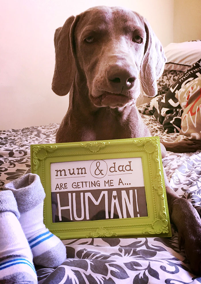 "My Dog is Thrilled About the New Arrival"