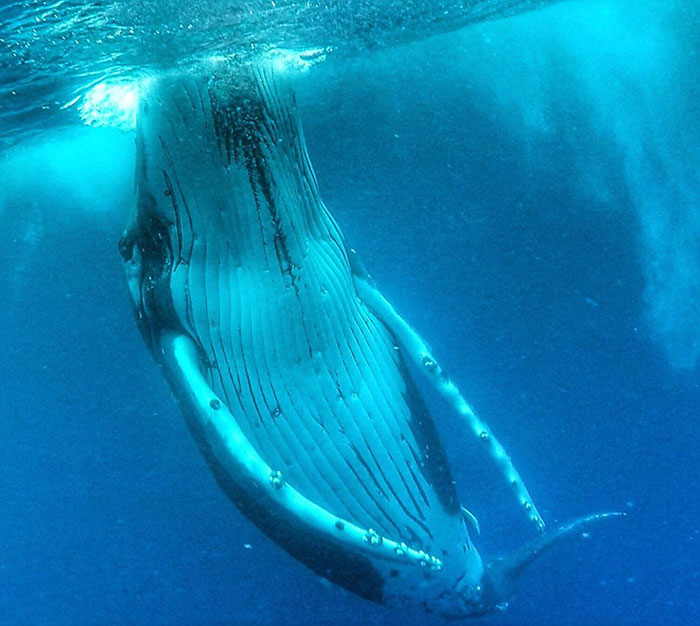 whale-photobomb-diver-will-rosner-australia-11