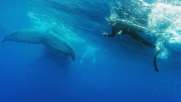 whale-photobomb-diver-will-rosner-australia-8