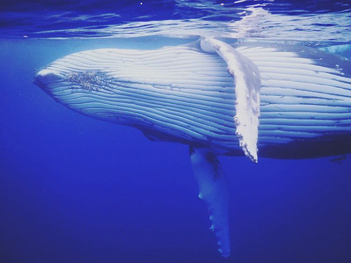 whale-photobomb-diver-will-rosner-australia-9