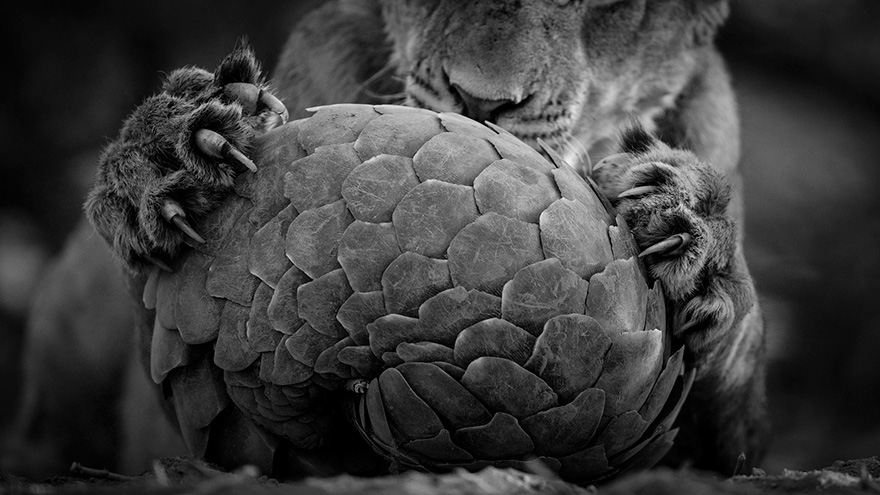 Playing Pangolin By Lance Van De Vyver, New Zealand/South Africa