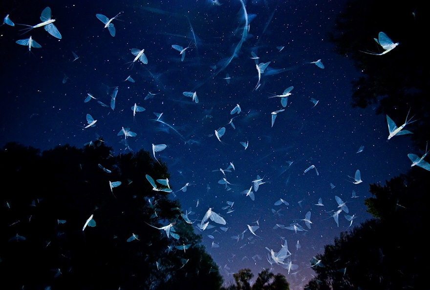 Swarming Under The Stars By Imre Potyó, Hungary