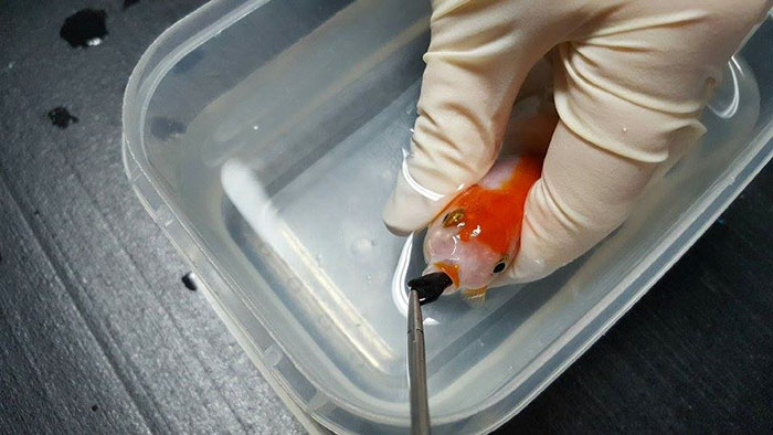 woman-saving-goldfish-500dollars-australia-fb04
