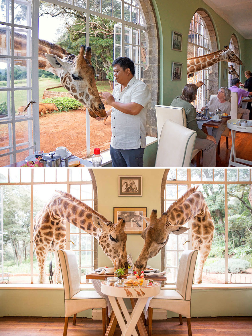 Share Breakfast With A Giraffe, Giraffe Manor, Langata, Kenya