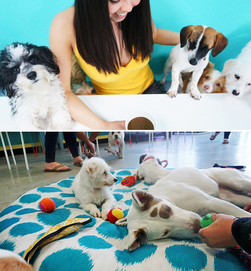 Cafe That Lets Animal Lovers Adopt A Dog While Enjoying A Cup Of Coffee, Dog Cafe, LA, USA