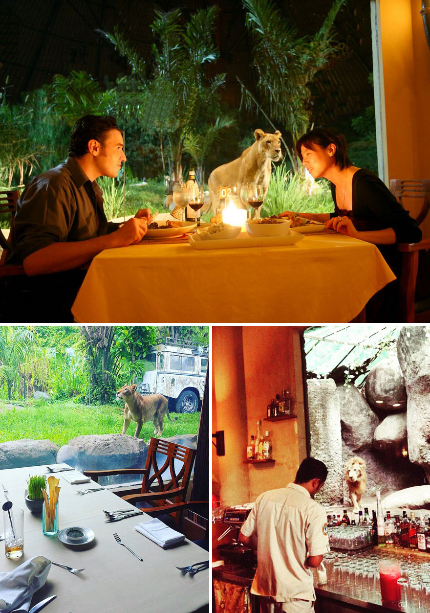 Tsavo Lion Restaurant In Bali Allows You To Have A Dinner In The Company Of Lionss