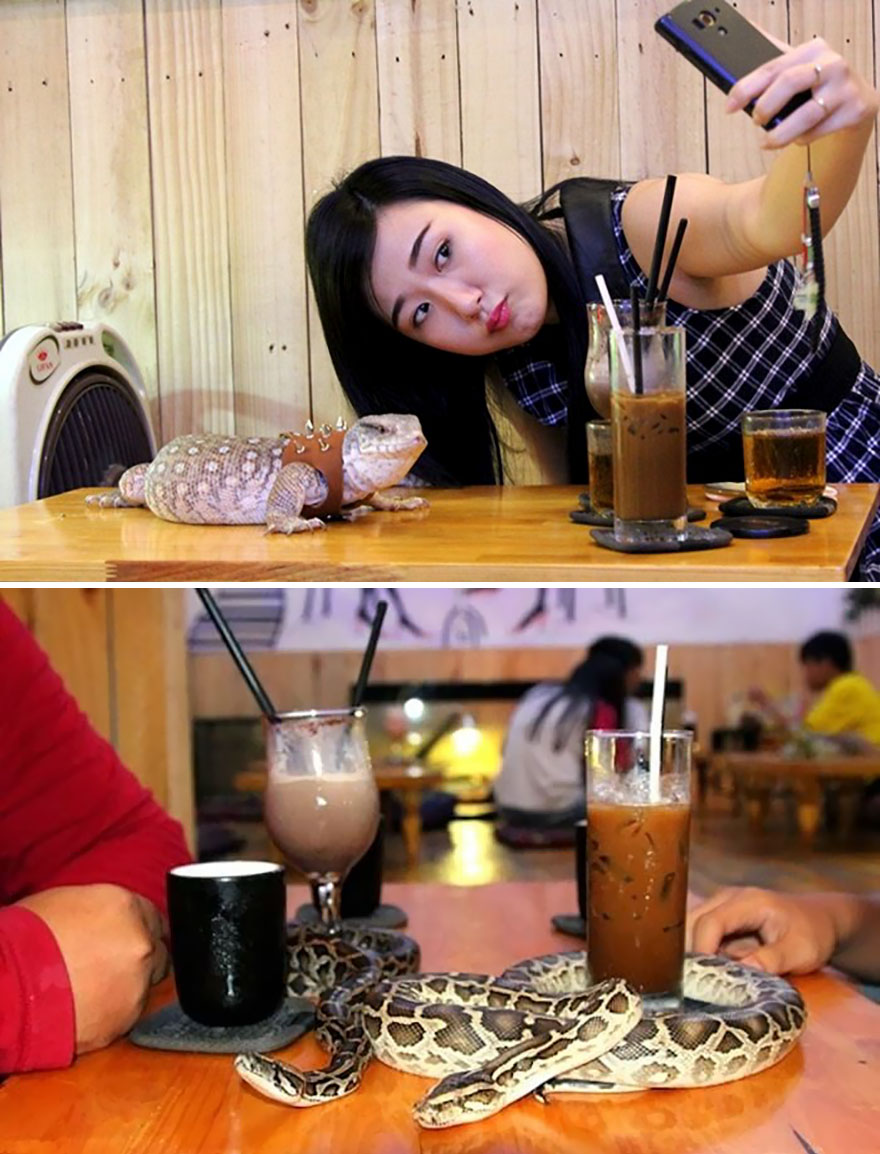 Play With Reptiles While Having A Coffee, Phu Nhuan’s Café Babo, Saigon, Vietnam