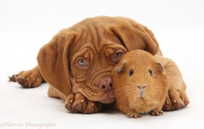 Animals