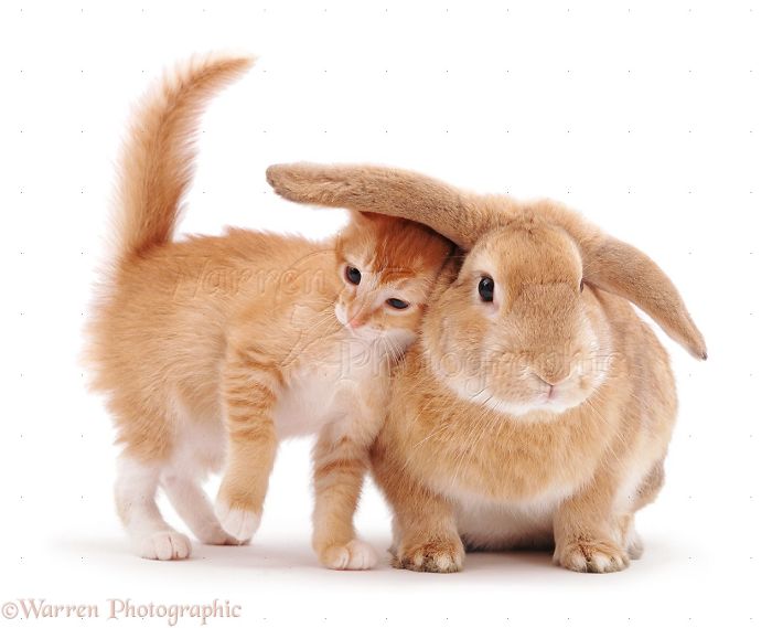 Animals