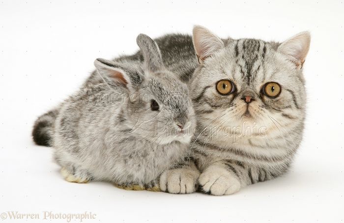 Animals
