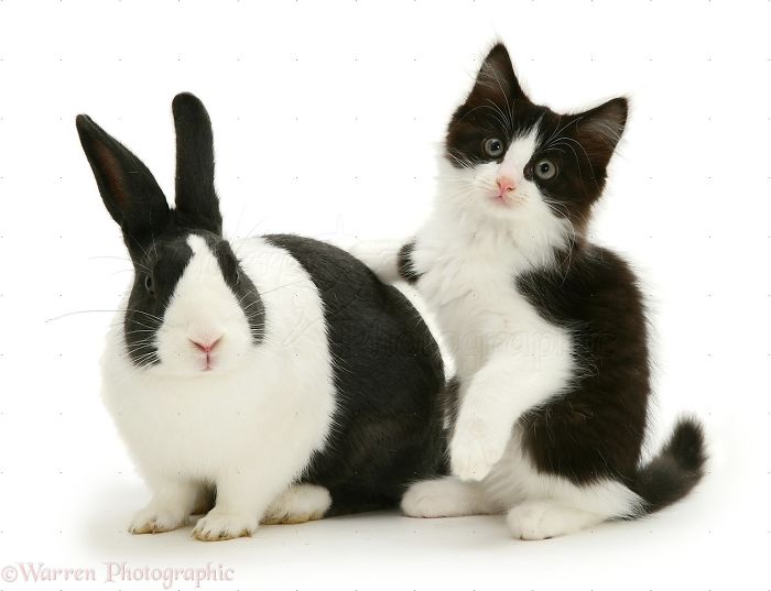 Animals