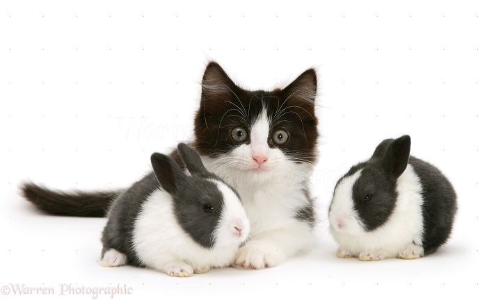 Animals