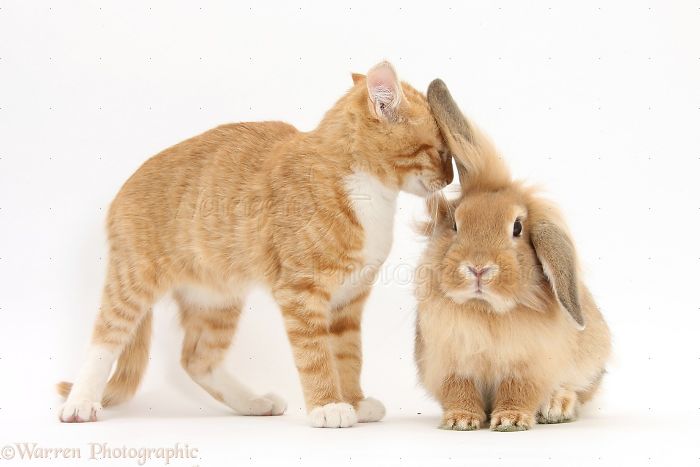 Animals