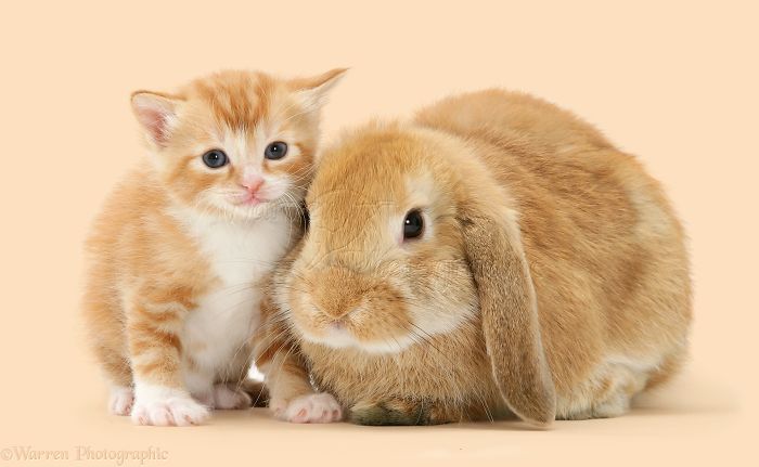 Animals