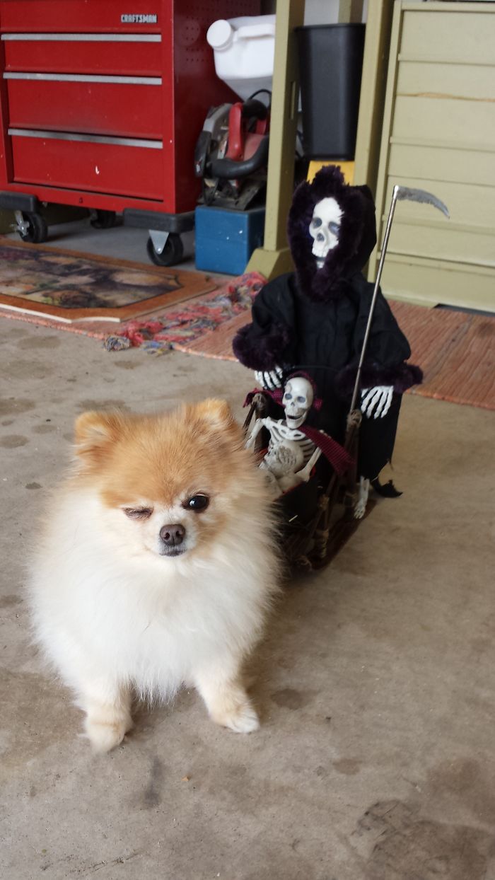 A Winking Pomeranian Dog Pulling Sled For The Grim Reaper