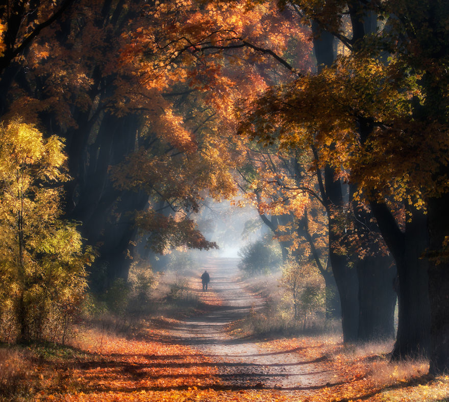 I Visited The Maple Alley In Złoty Potok, Poland To Capture The True Heart Of Autumn