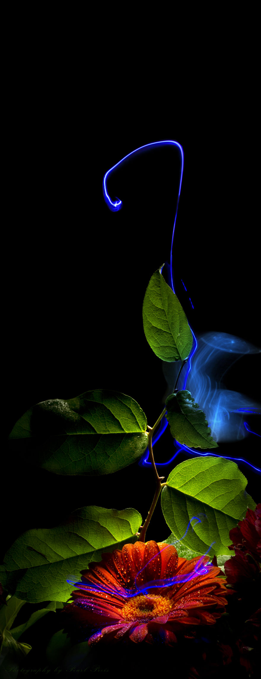 Floraltricity