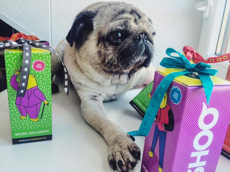 From Now Puppy Has Its Own Natural Shampoo "Shoo Shampoo" From Now Puppy Has Its Own Natural Shampoo "Shoo Shampoo"