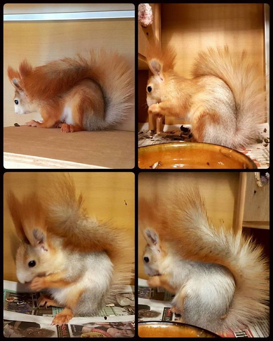 Adventures Of My Siberian Squirrel Fluffy