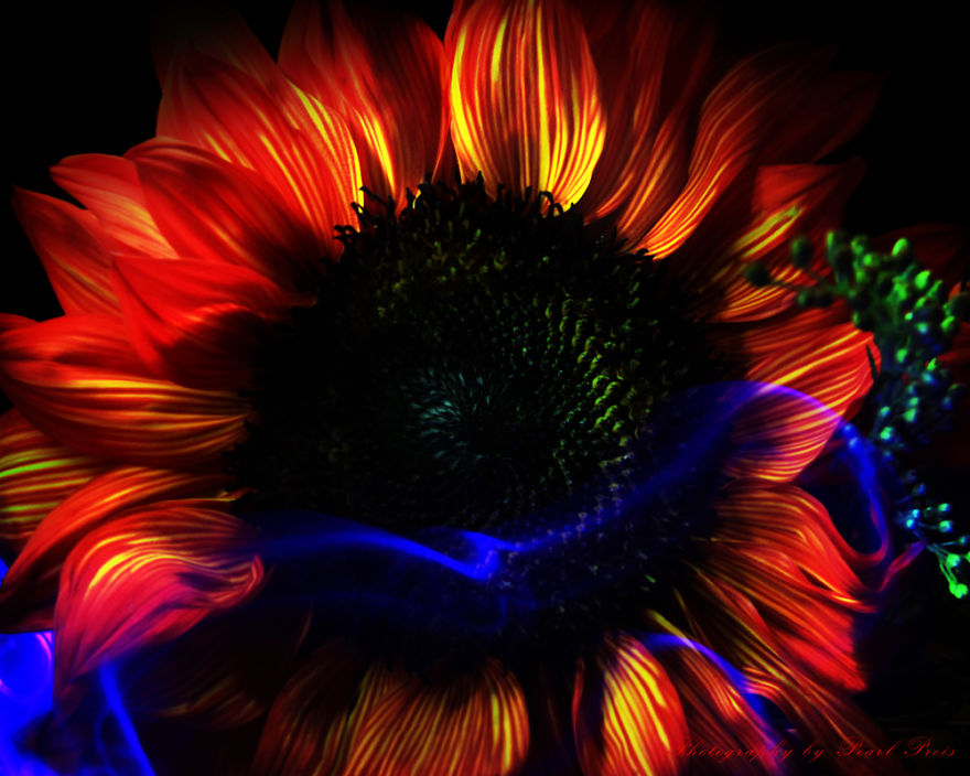 Floraltricity