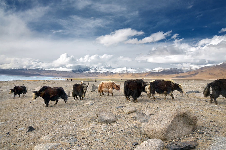 Yaks Wander In The Pamir Mountains In Eastern Tajikistan