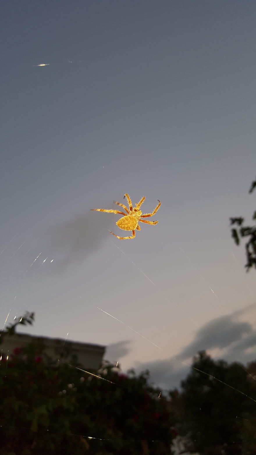 The Prettiest Spider