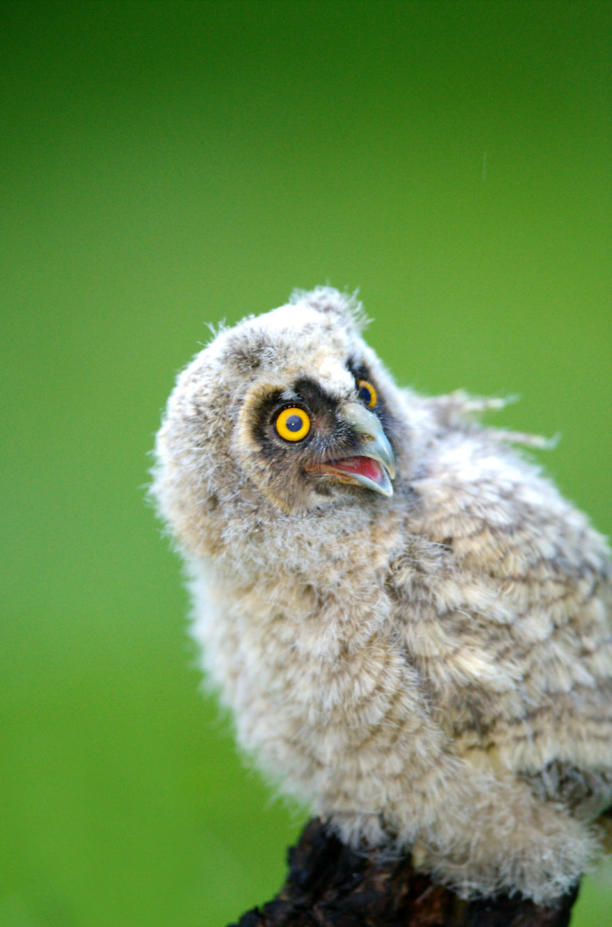 Pictures Of Adorable Baby Owls