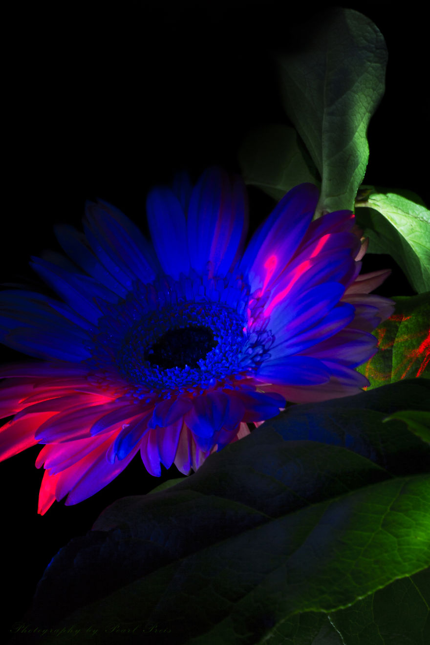 Floraltricity