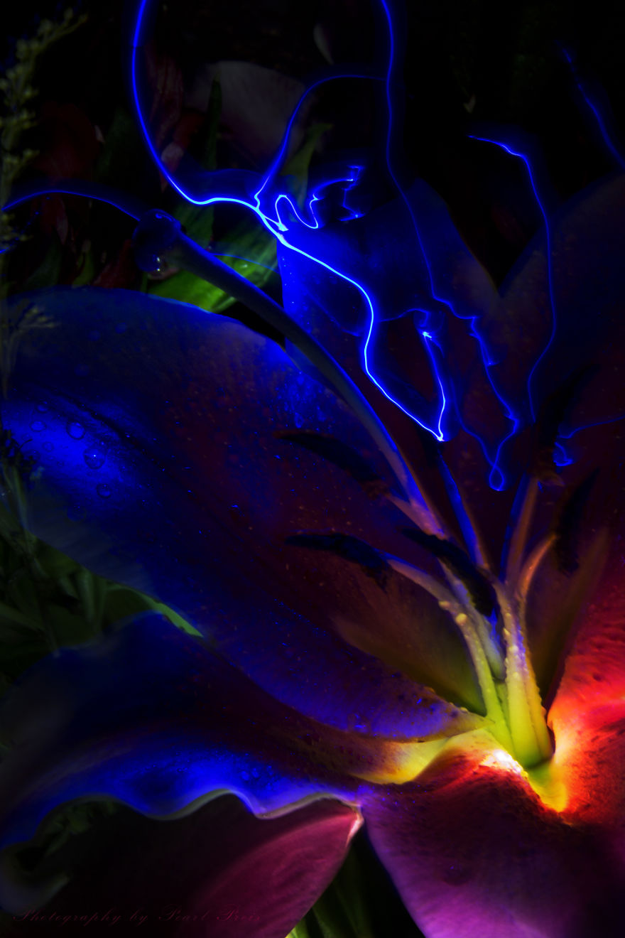 Floraltricity
