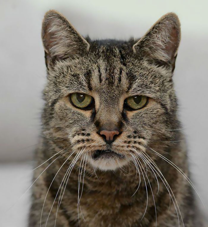 World's Oldest Cat Is 31 And Still Has Many Lives Left