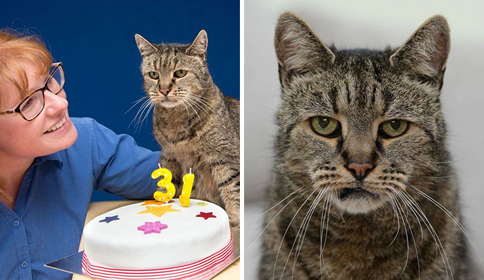 World’s Oldest Cat Is 31 And Still Has Many Lives Left