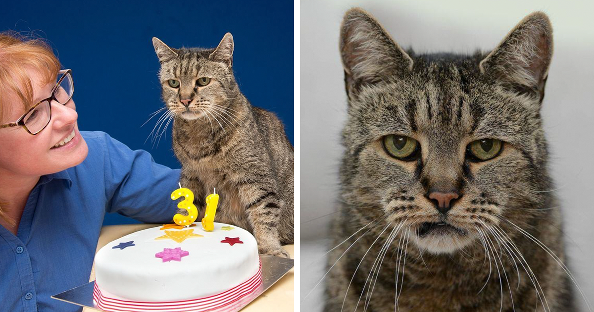 World's Oldest Cat Is 31 And Still Has 