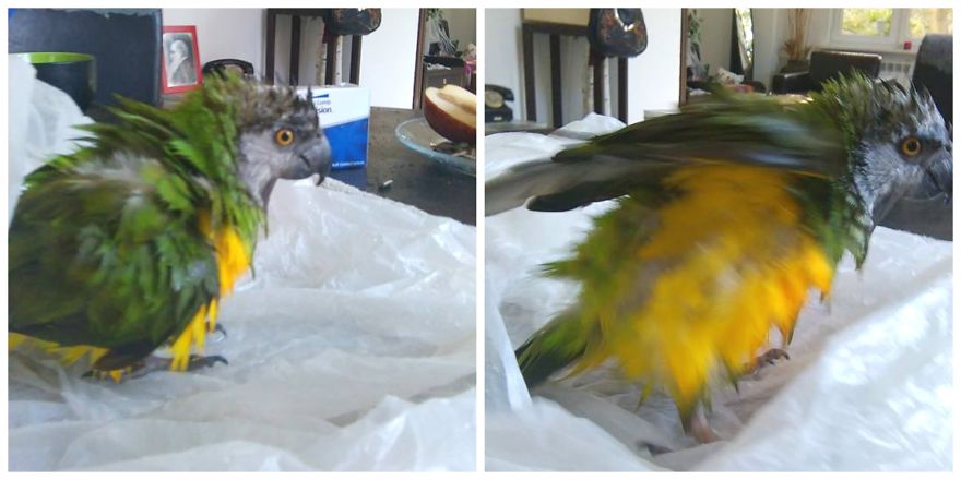We Have A Senegal Parrot And (god Only Knows Why) He Baths Only In Foil Bag