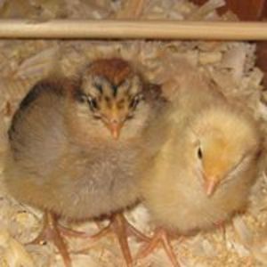 cunningham301 avatar