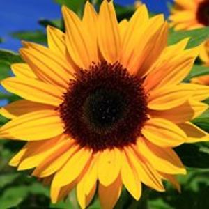 jude_laffalotta avatar