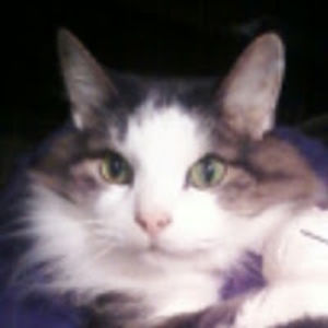 charleskephart avatar