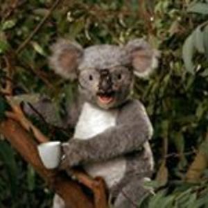 koala_2 avatar