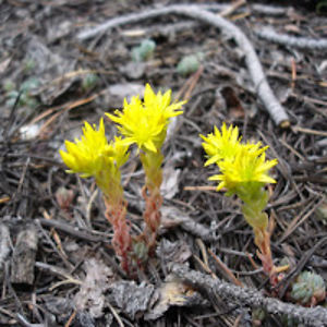 laurenbostick avatar