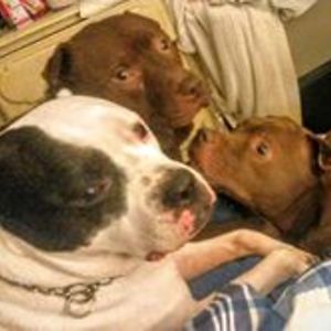 britany_van_blake avatar