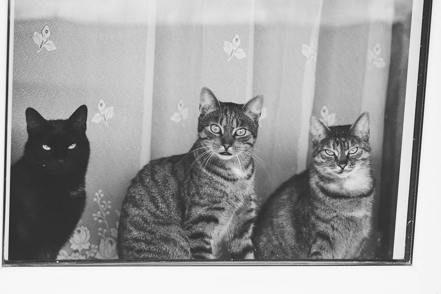 Catography With My Furry Friends (Part 3)