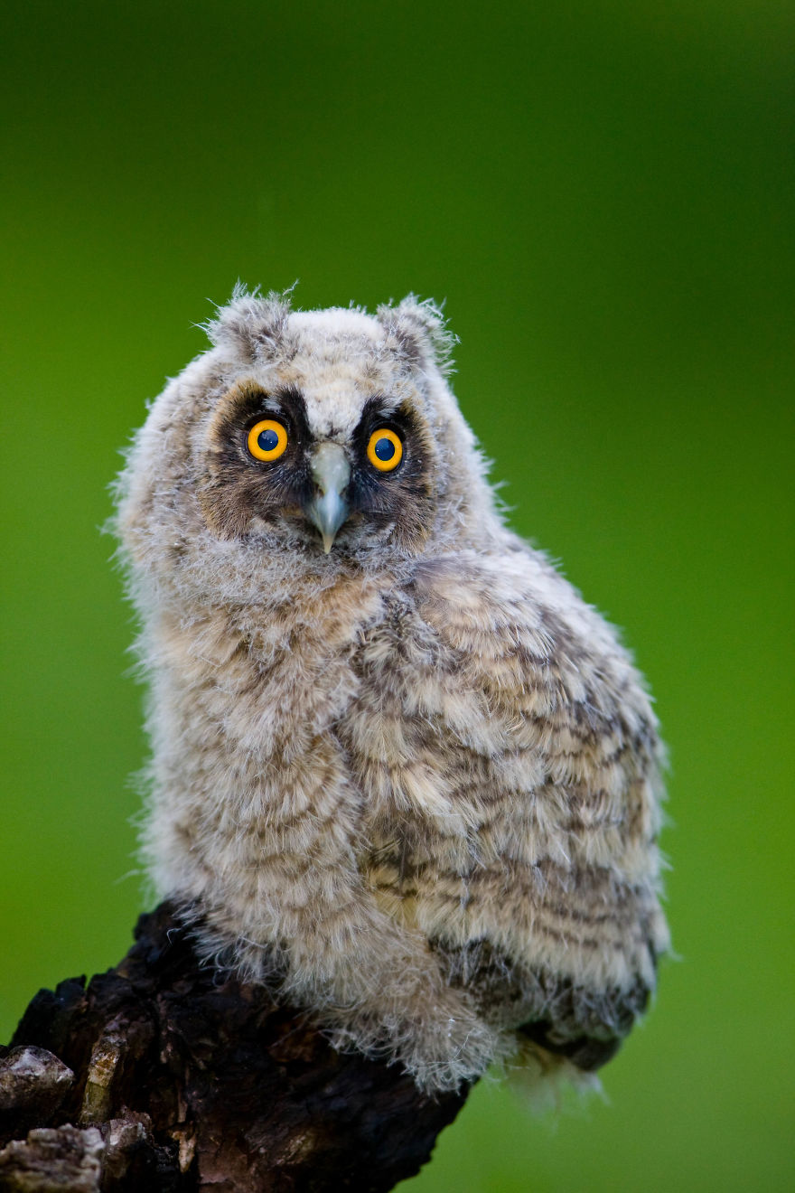 Pictures Of Adorable Baby Owls