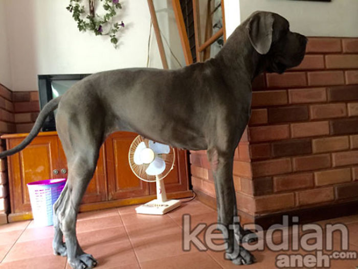 Illia The World's Tallest Female Dog From Indonesia