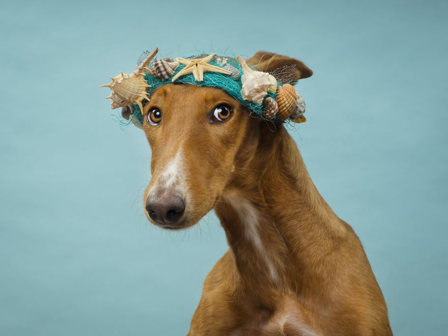 Invisibles: Photos Of Abandoned Animals For A Charity Calendar