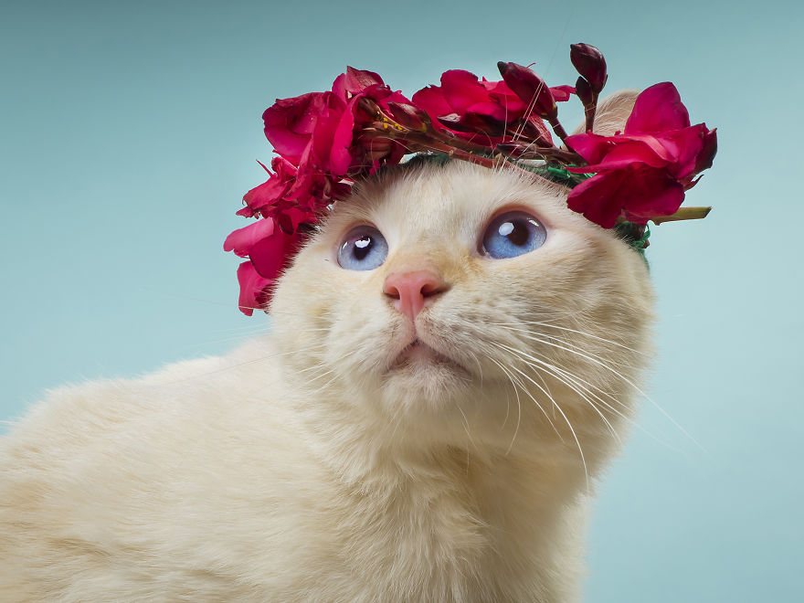 Invisibles: Photos Of Abandoned Animals For A Charity Calendar