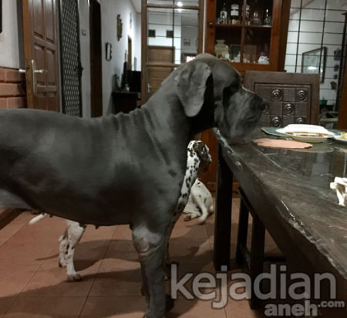 Illia The World's Tallest Female Dog From Indonesia