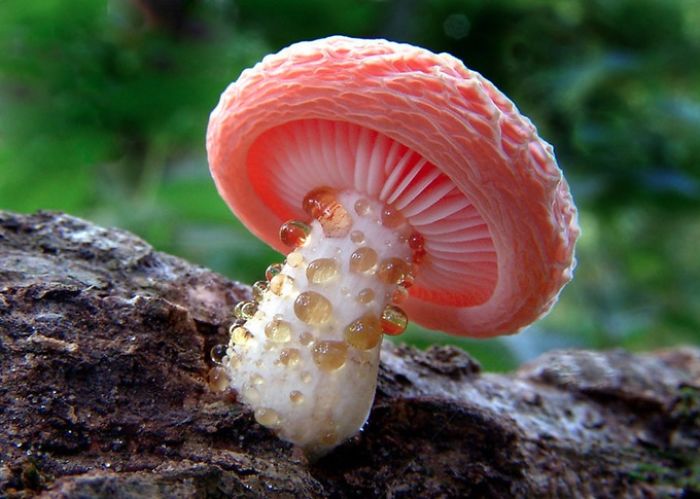 A Closer Look At The Magical World Of Mushrooms