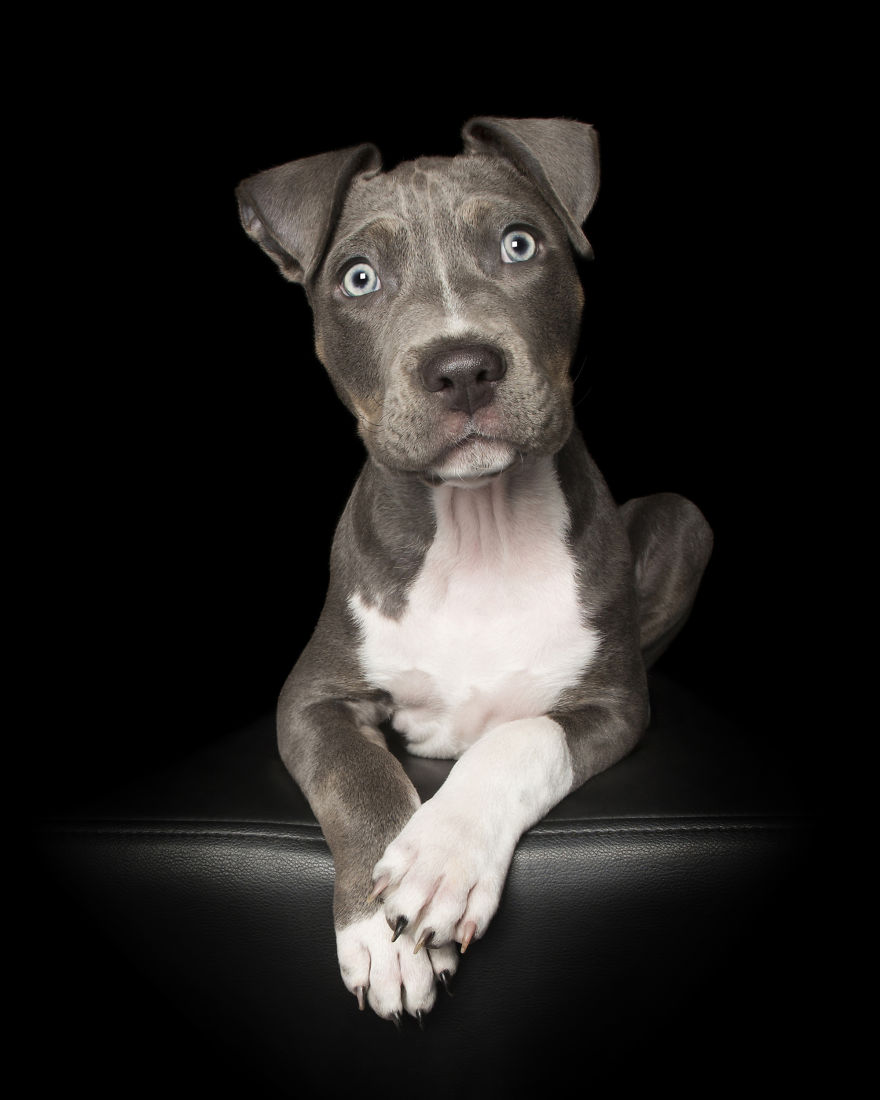 Adorable Puppy Hams It Up At His First Photo Session