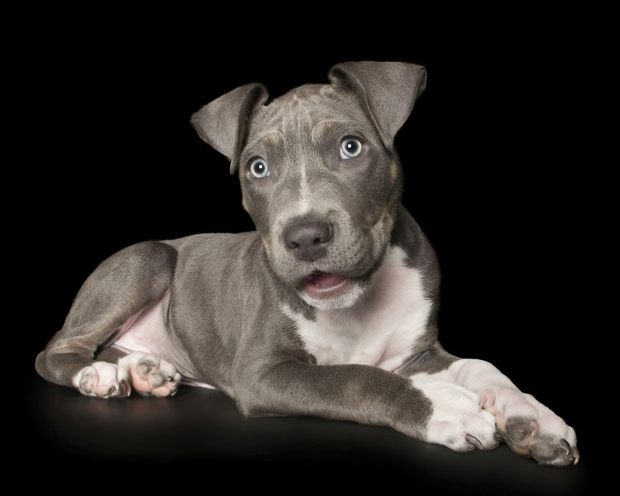 Adorable Puppy Hams It Up At His First Photo Session